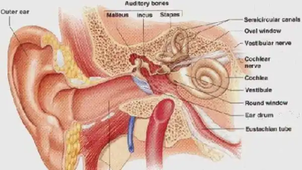 Ear infection in children:The signs and how to deal